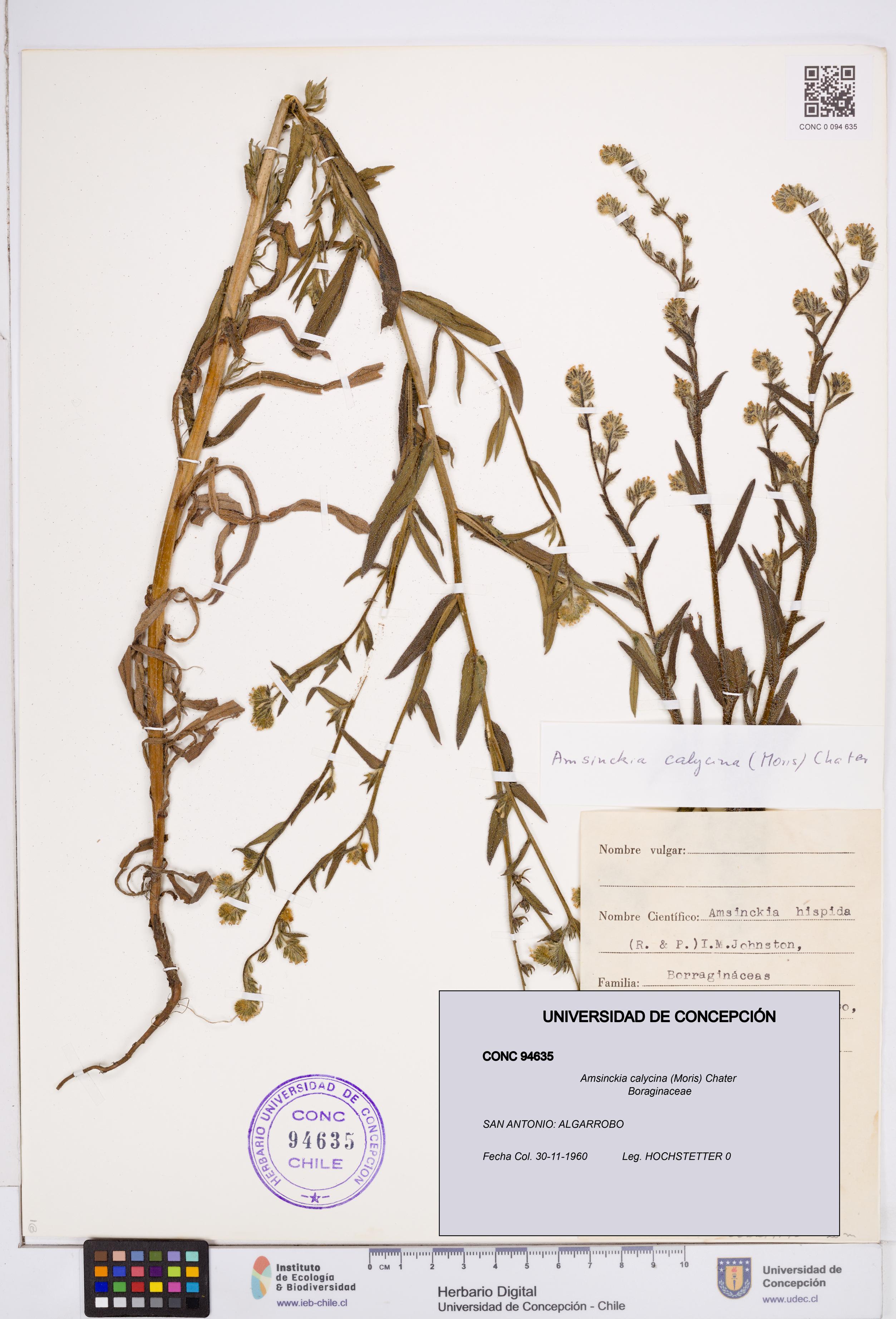 Amsinckia calycina [Espécimen: ]