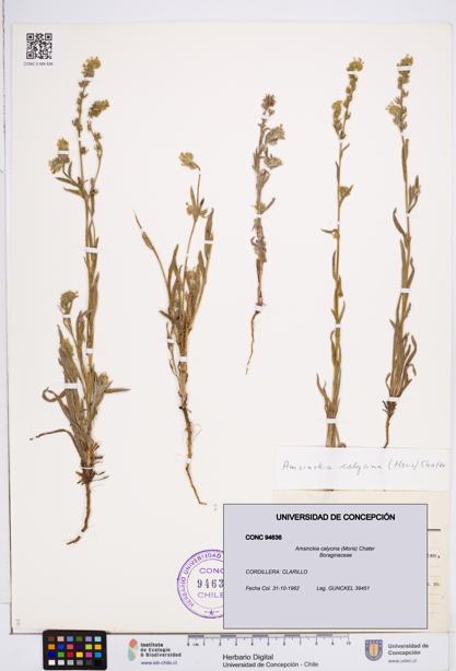 Amsinckia calycina [Espécimen: ]