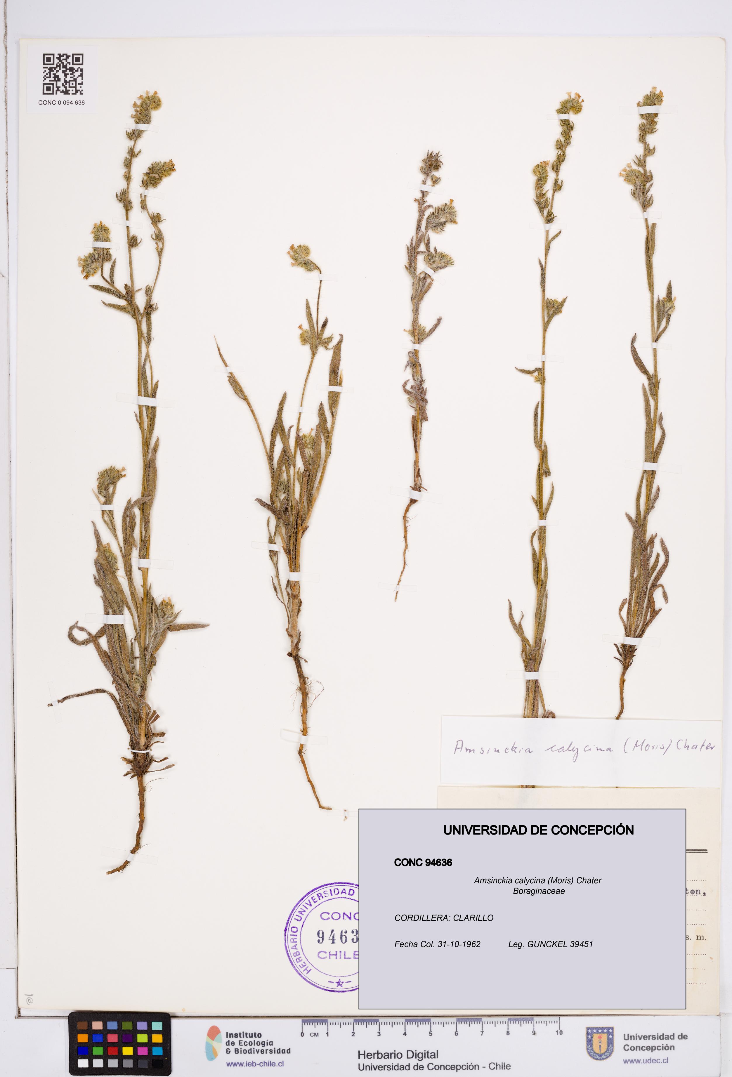 Amsinckia calycina [Espécimen: ]