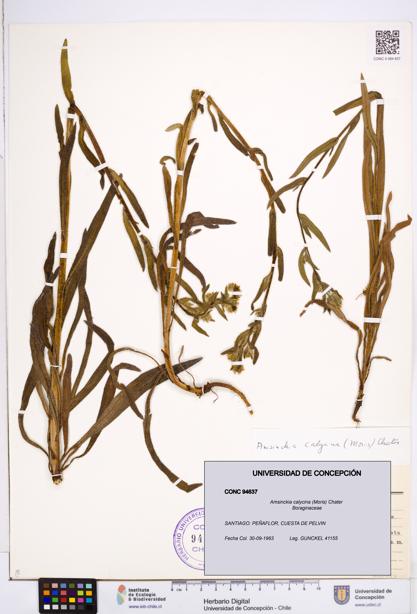 Amsinckia calycina [Espécimen: ]