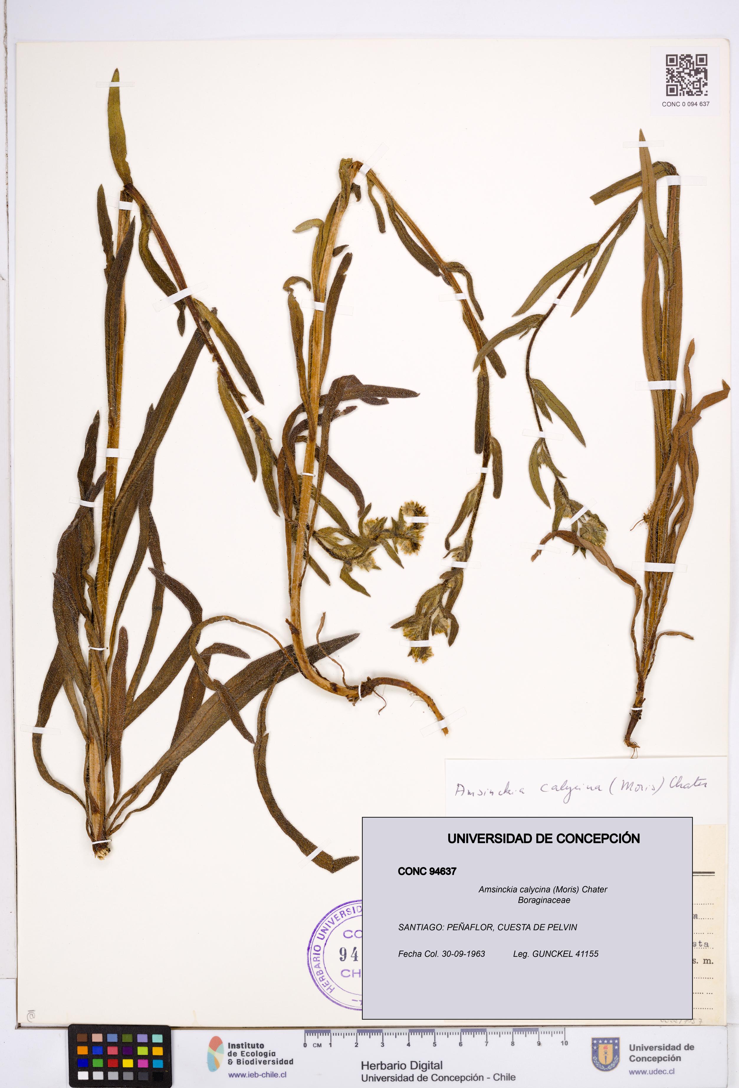 Amsinckia calycina [Espécimen: ]
