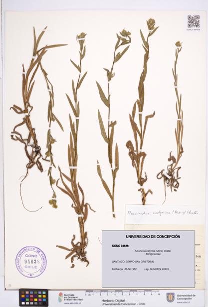 Amsinckia calycina [Espécimen: ]