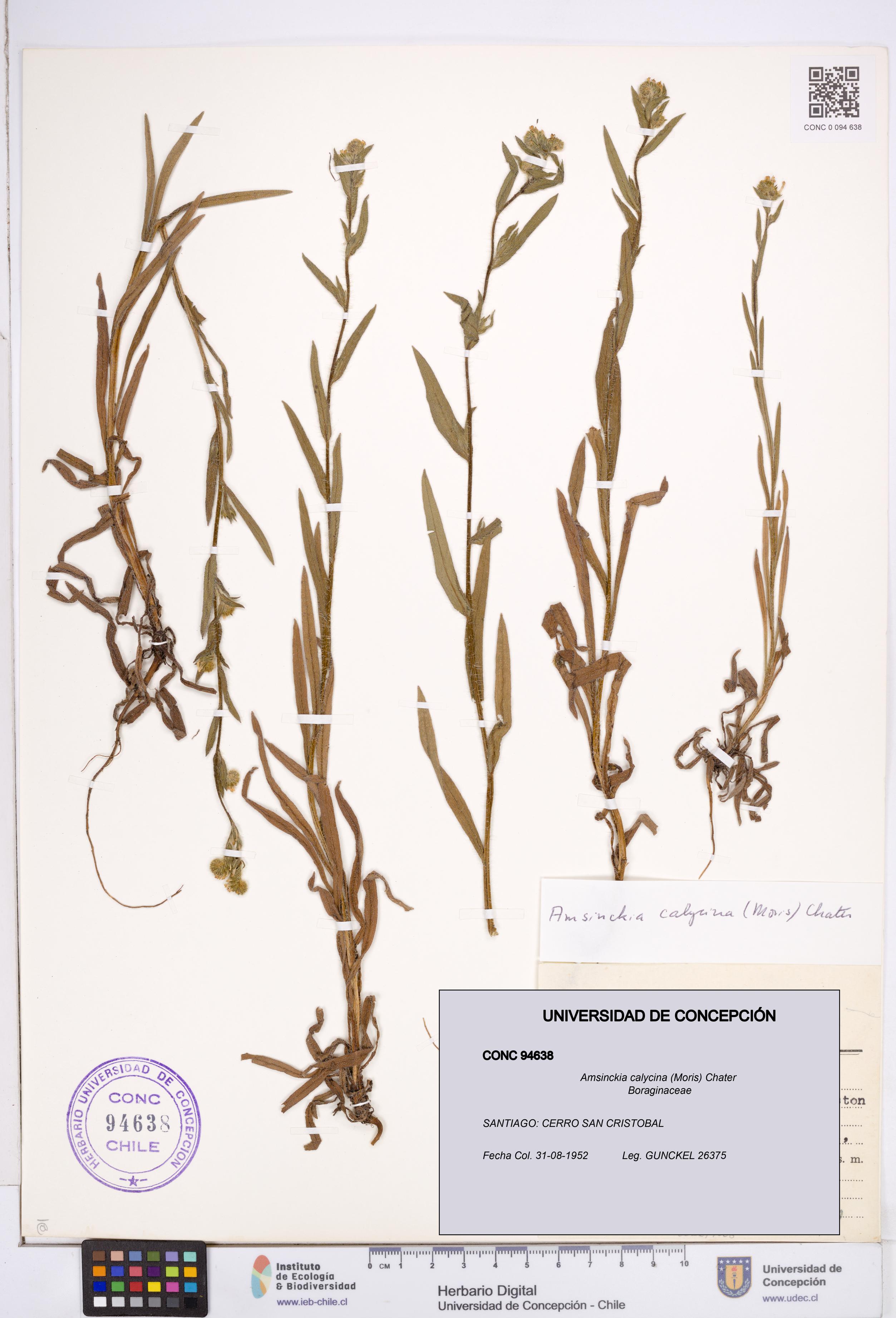 Amsinckia calycina [Espécimen: ]