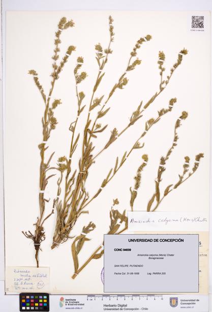Amsinckia calycina [Espécimen: ]