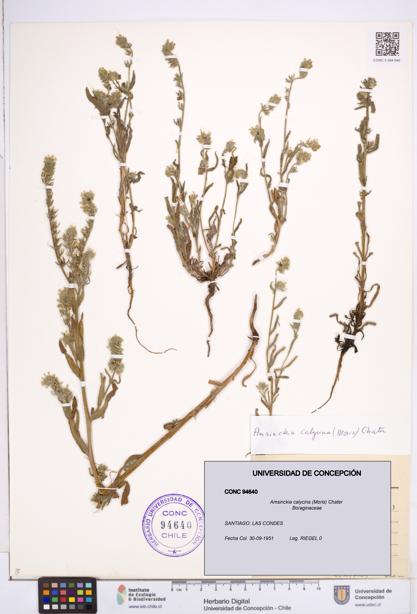 Amsinckia calycina [Espécimen: ]