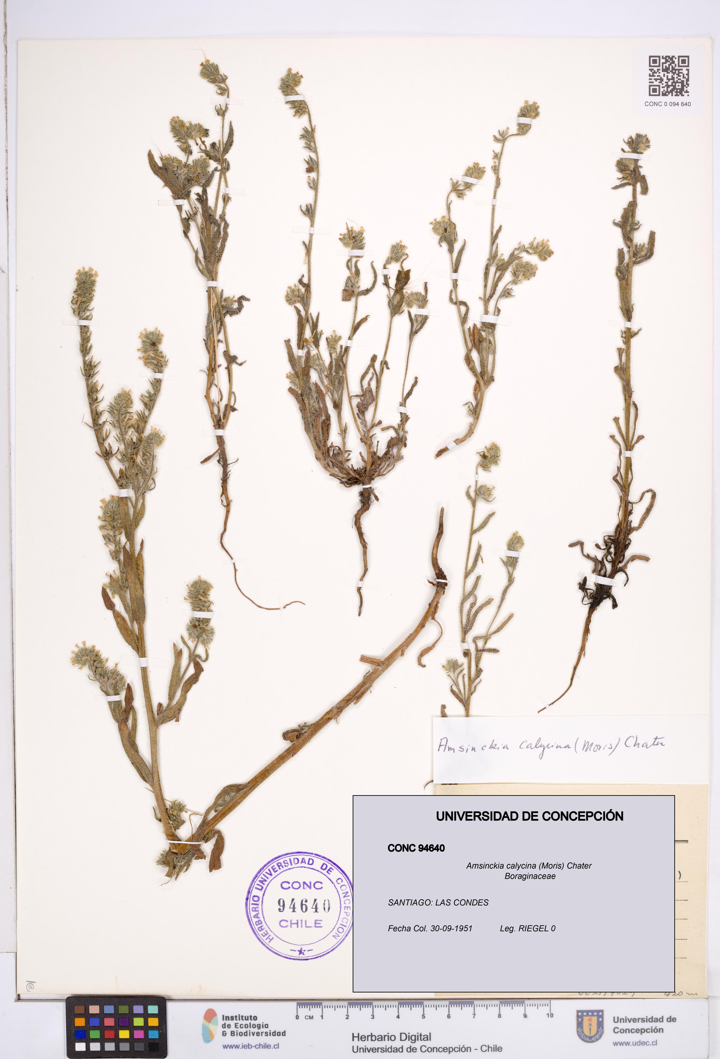 Amsinckia calycina [Espécimen: ]