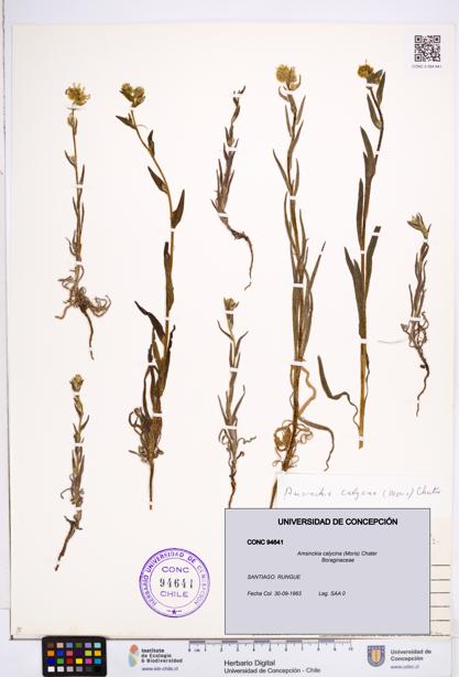 Amsinckia calycina [Espécimen: ]