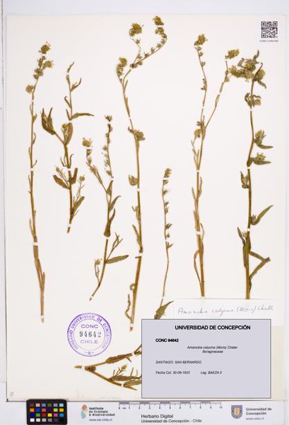 Amsinckia calycina [Espécimen: ]