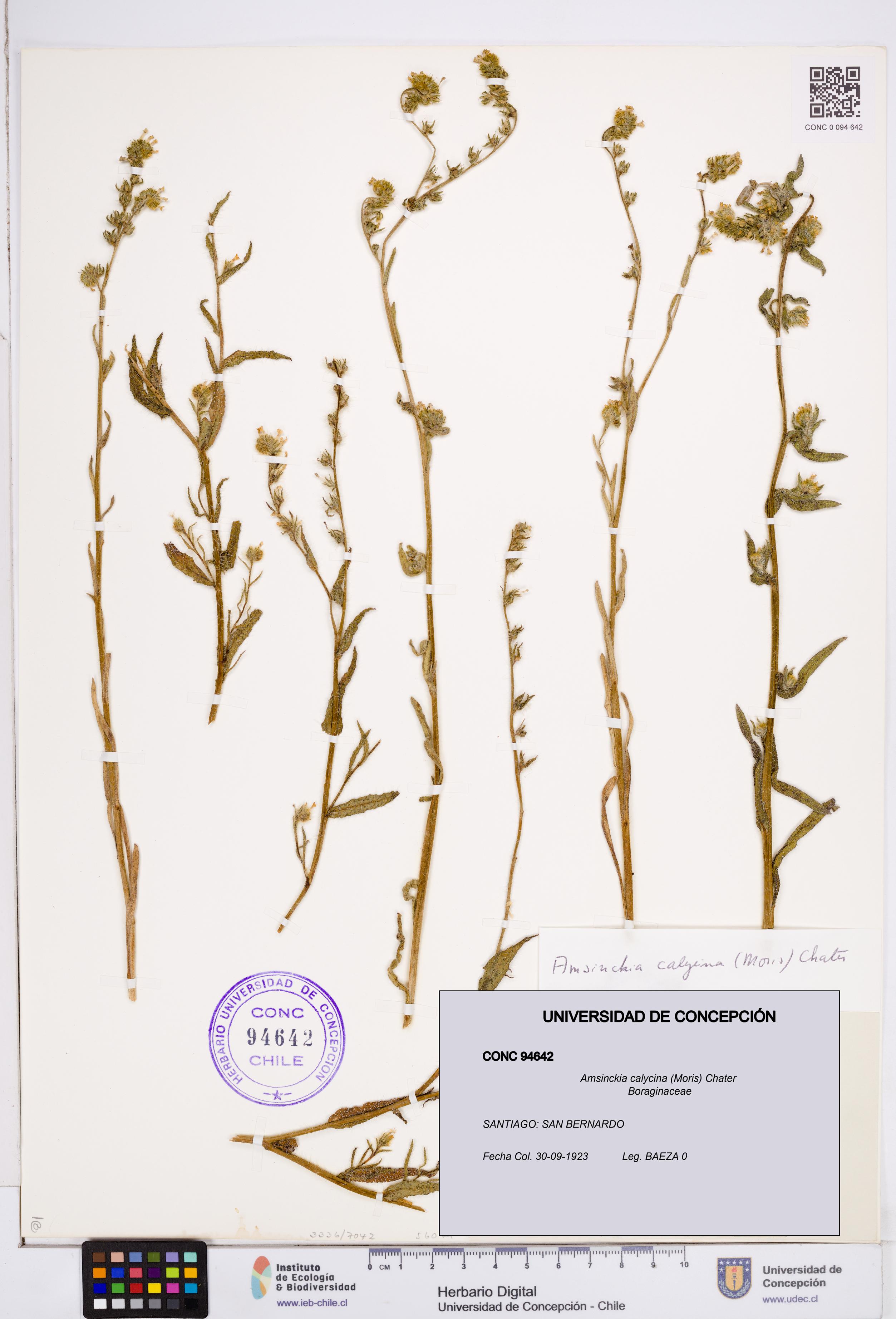 Amsinckia calycina [Espécimen: ]