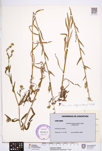 Amsinckia calycina [Espécimen: ]