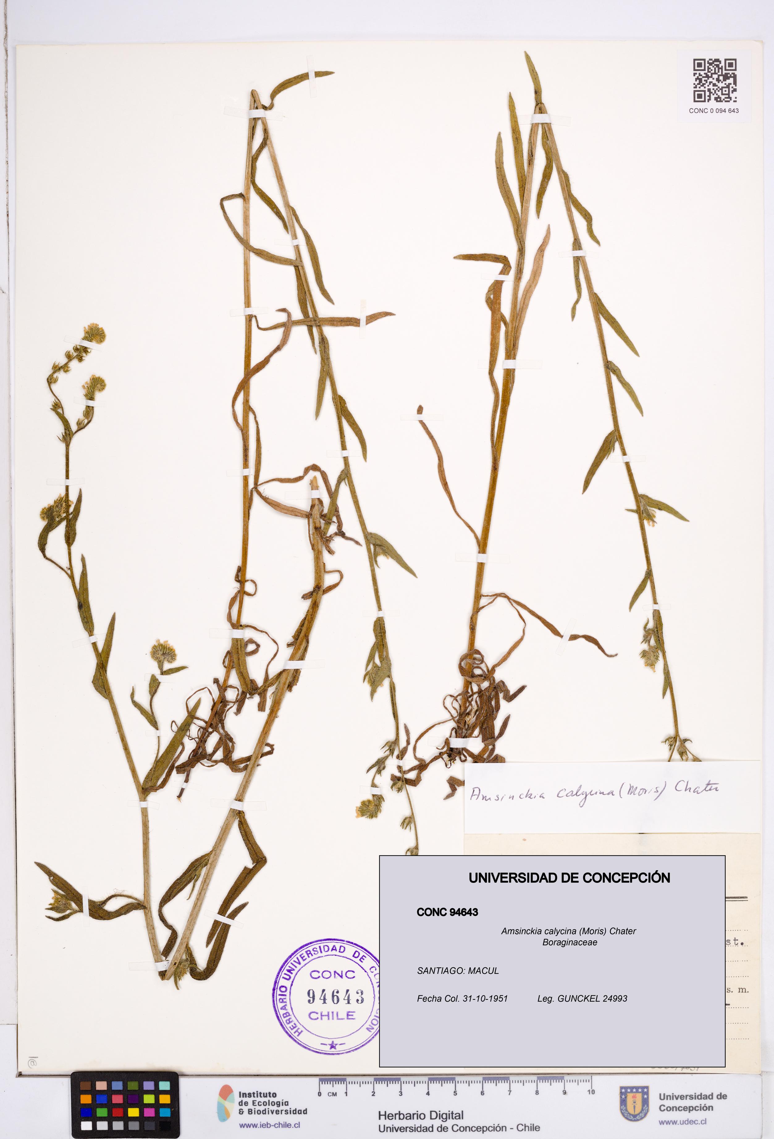 Amsinckia calycina [Espécimen: ]