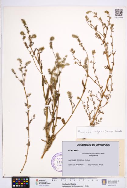Amsinckia calycina [Espécimen: ]