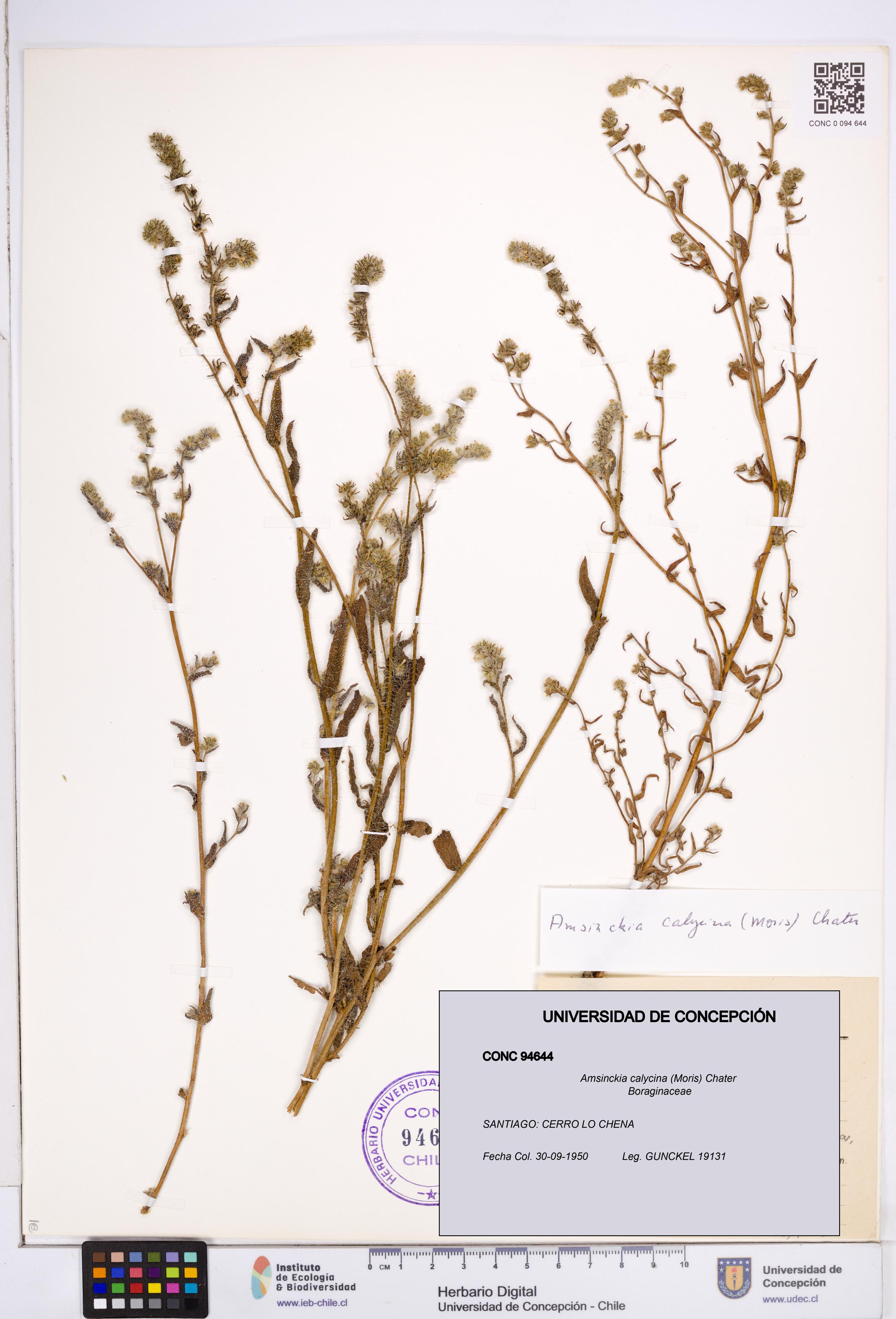 Amsinckia calycina [Espécimen: ]