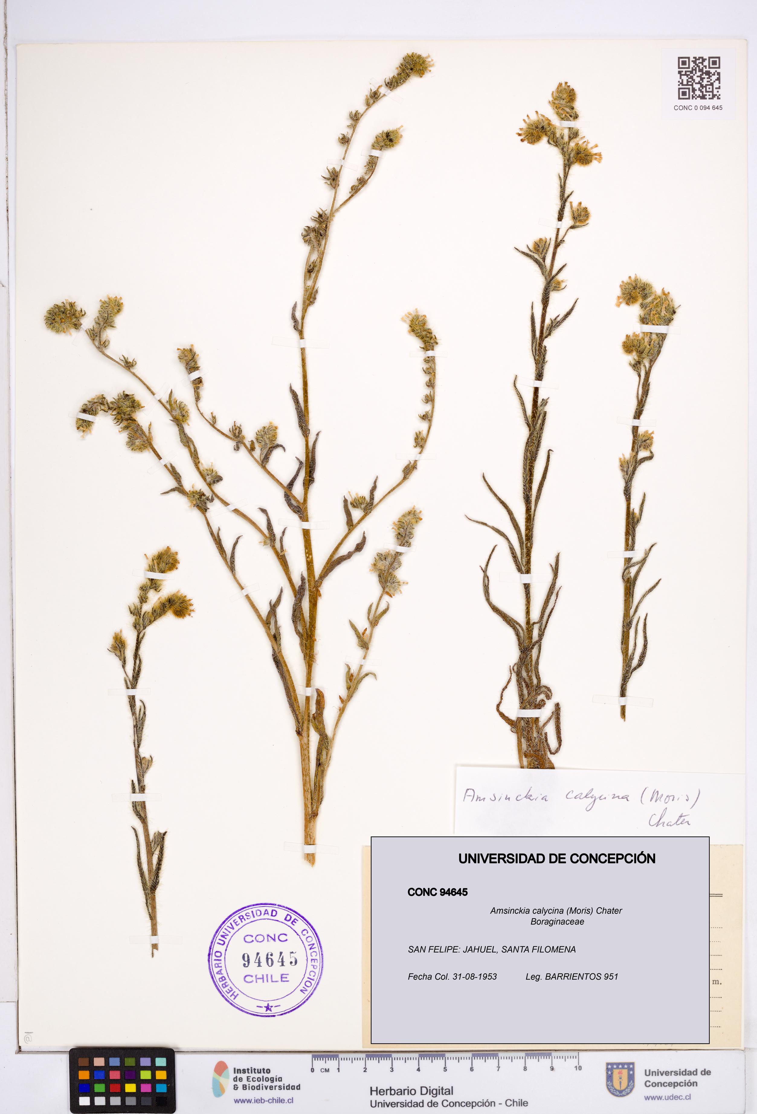 Amsinckia calycina [Espécimen: ]