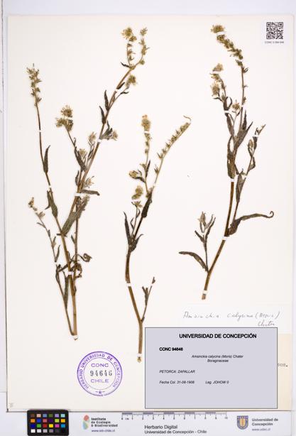Amsinckia calycina [Espécimen: ]
