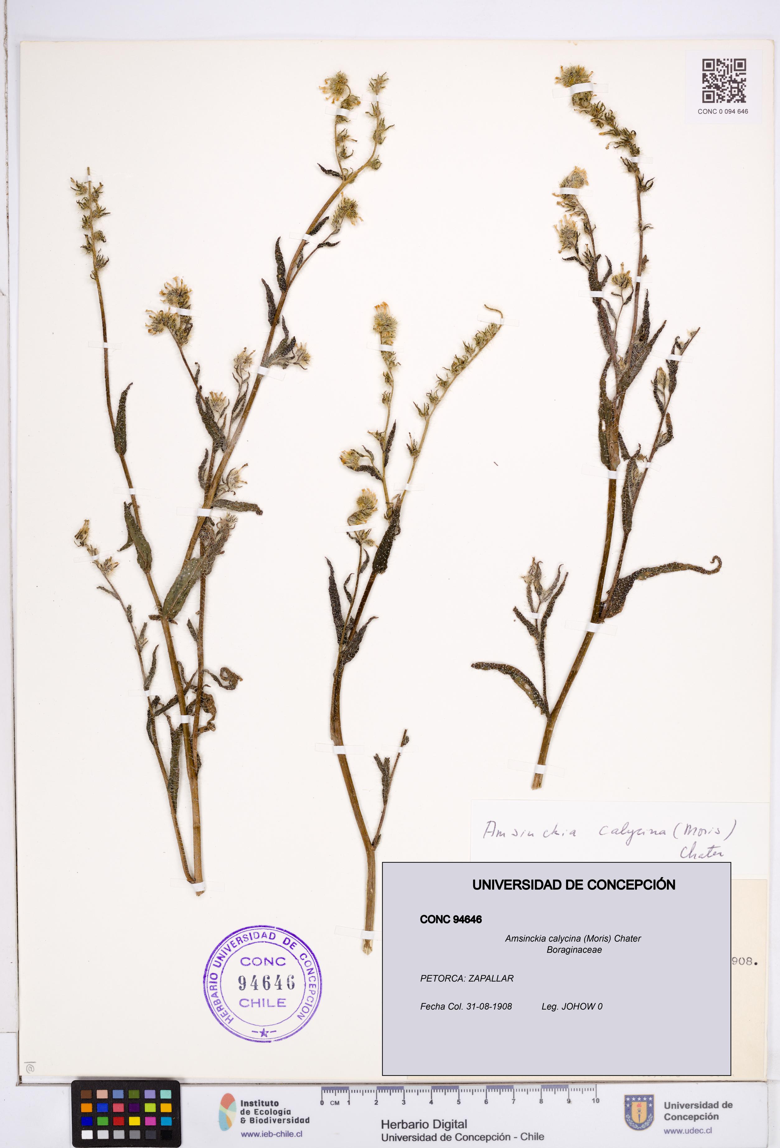 Amsinckia calycina [Espécimen: ]