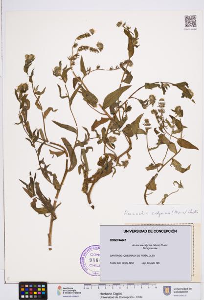 Amsinckia calycina [Espécimen: ]