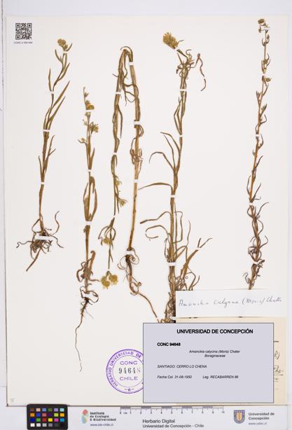 Amsinckia calycina [Espécimen: ]