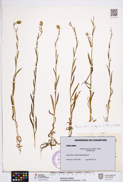 Amsinckia calycina [Espécimen: ]