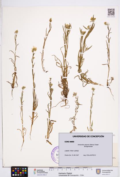 Amsinckia calycina [Espécimen: ]