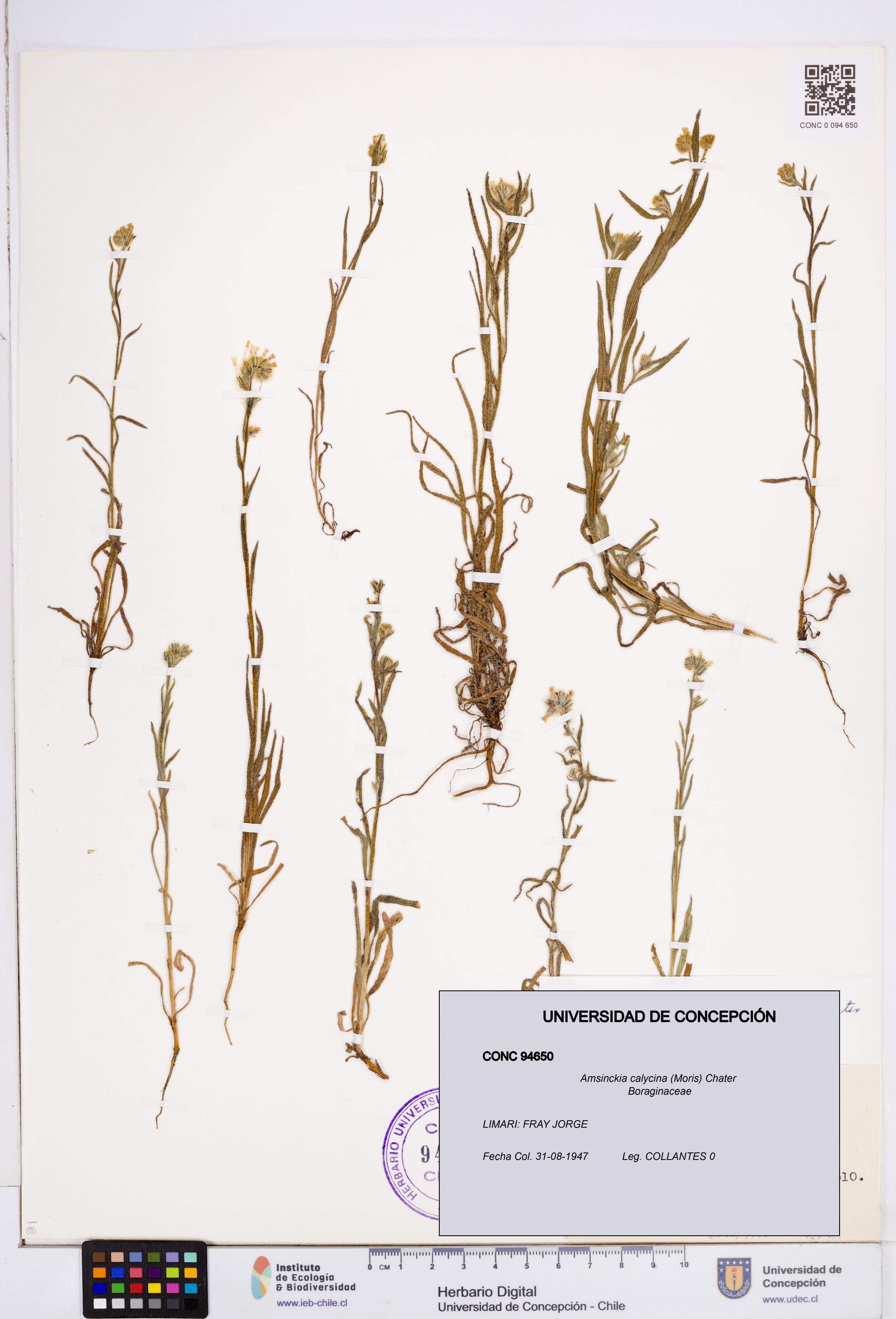 Amsinckia calycina [Espécimen: ]