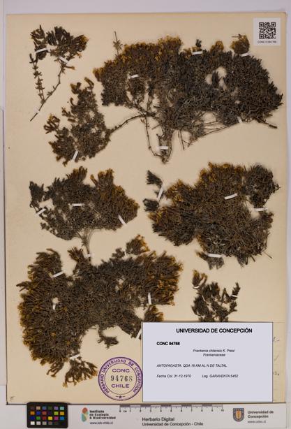 Frankenia chilensis [Espécimen: UDEC:CONC:0094768]