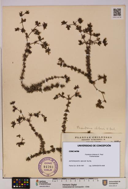 Frankenia chilensis [Espécimen: UDEC:CONC:0094769]