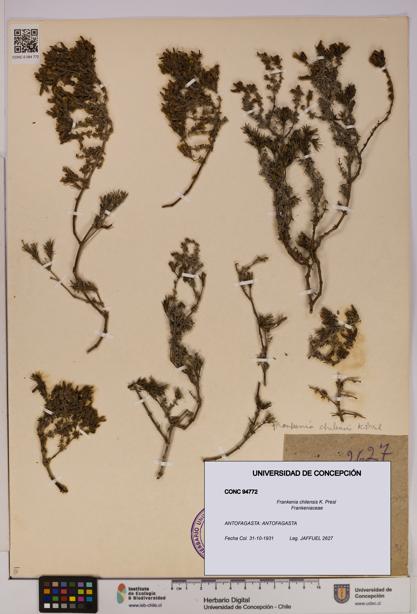 Frankenia chilensis [Espécimen: UDEC:CONC:0094772]