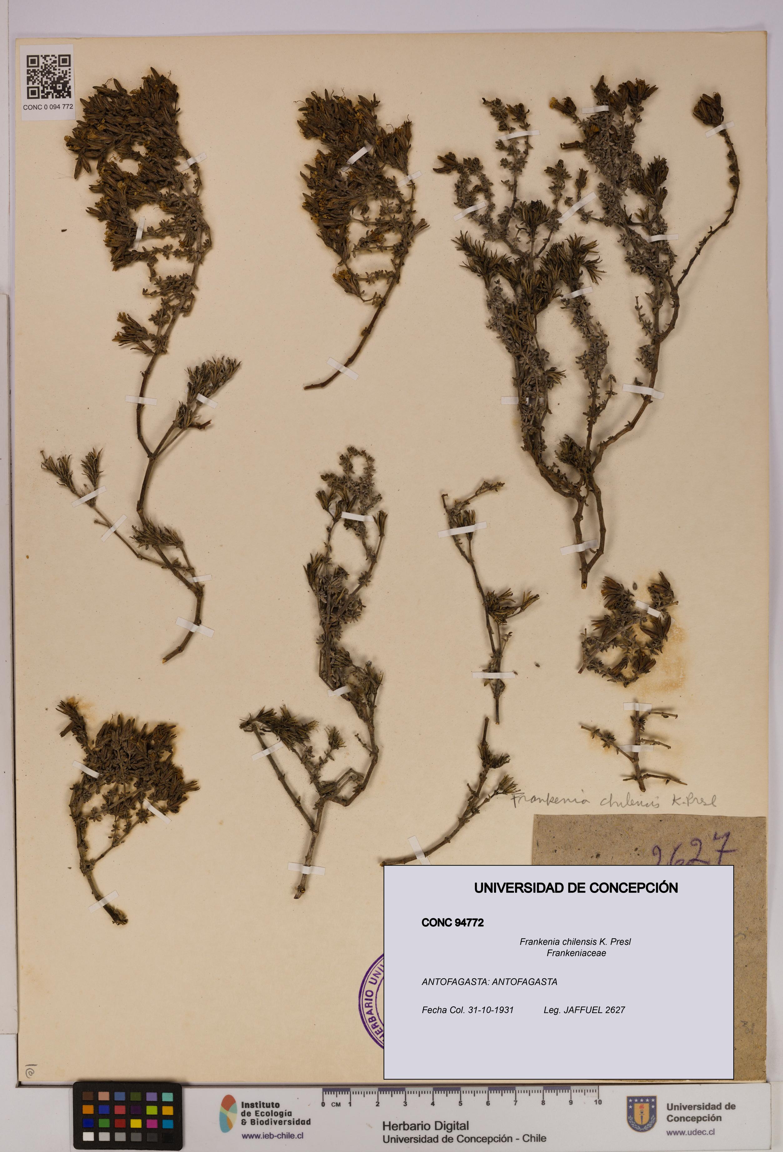 Frankenia chilensis [Espécimen: UDEC:CONC:0094772]