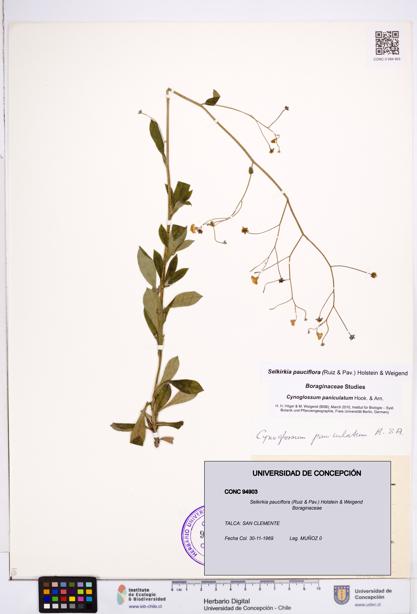 Selkirkia pauciflora [Espécimen: ]