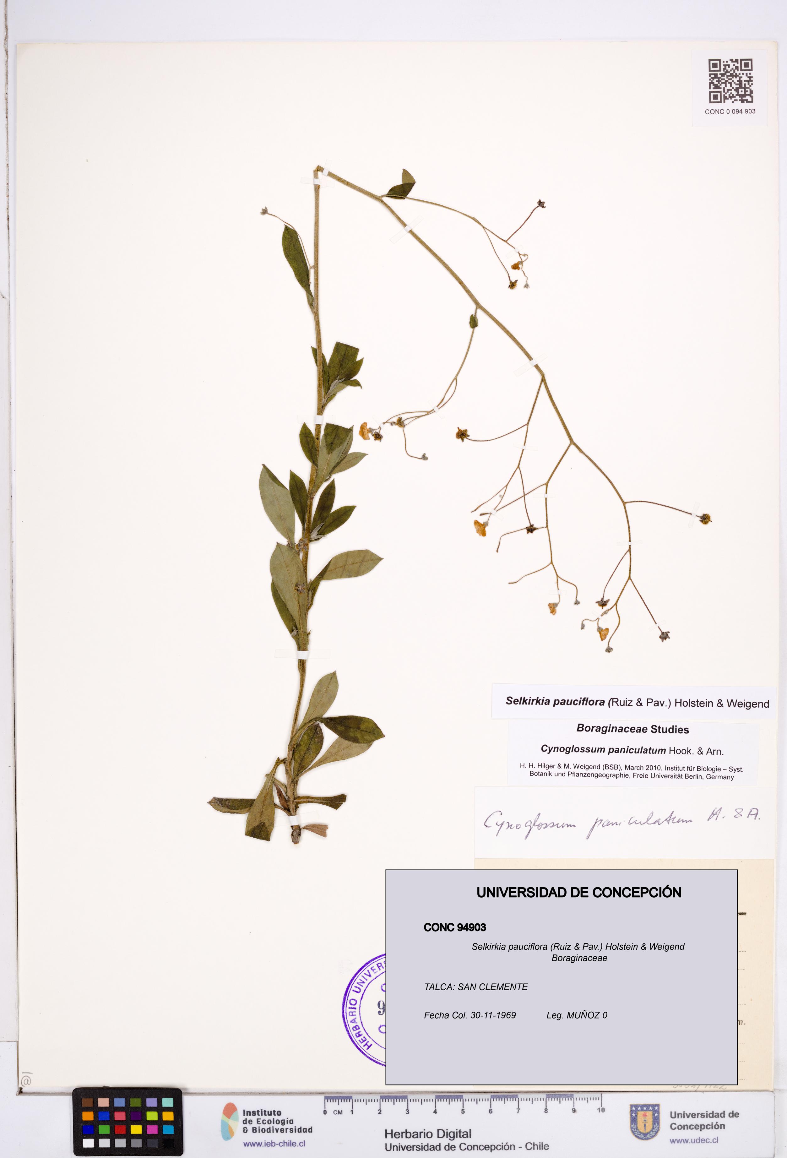 Selkirkia pauciflora [Espécimen: ]