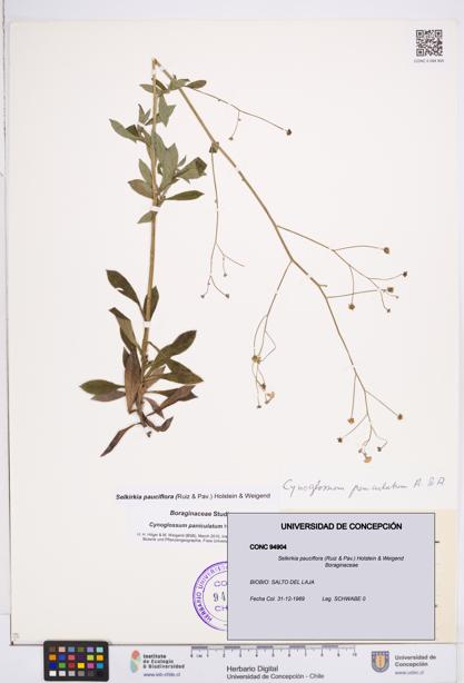 Selkirkia pauciflora [Espécimen: ]
