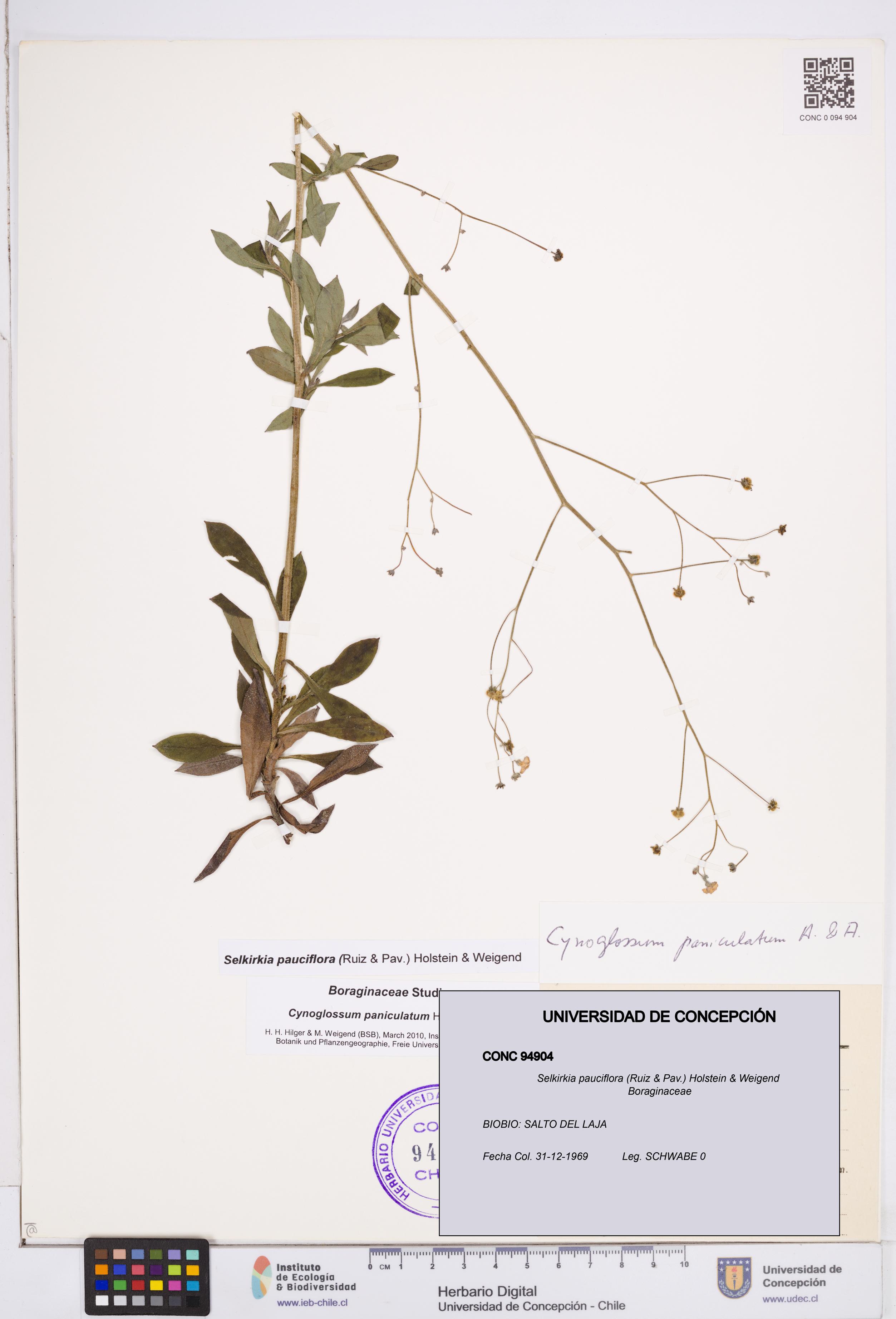 Selkirkia pauciflora [Espécimen: ]