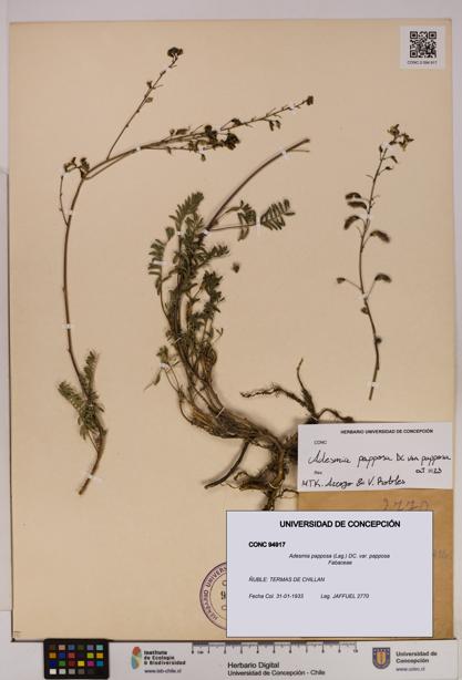 Adesmia papposa var. papposa [Espécimen: UDEC:CONC:0094917]