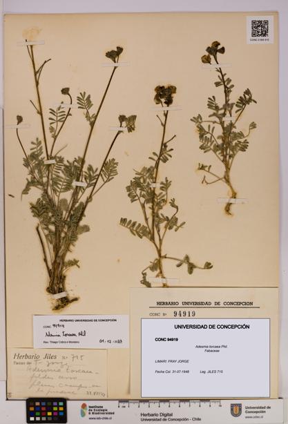 Adesmia torcaea [Espécimen: UDEC:CONC:0094919]