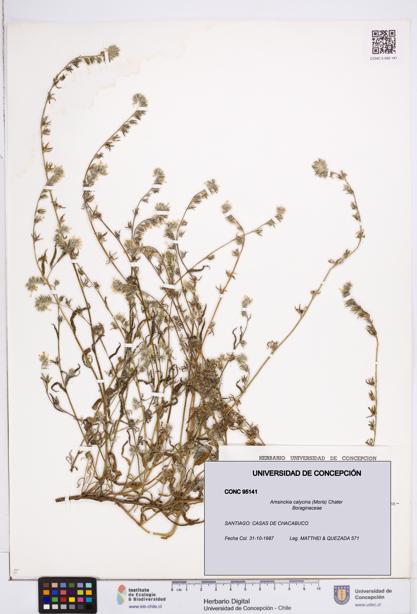 Amsinckia calycina [Espécimen: ]