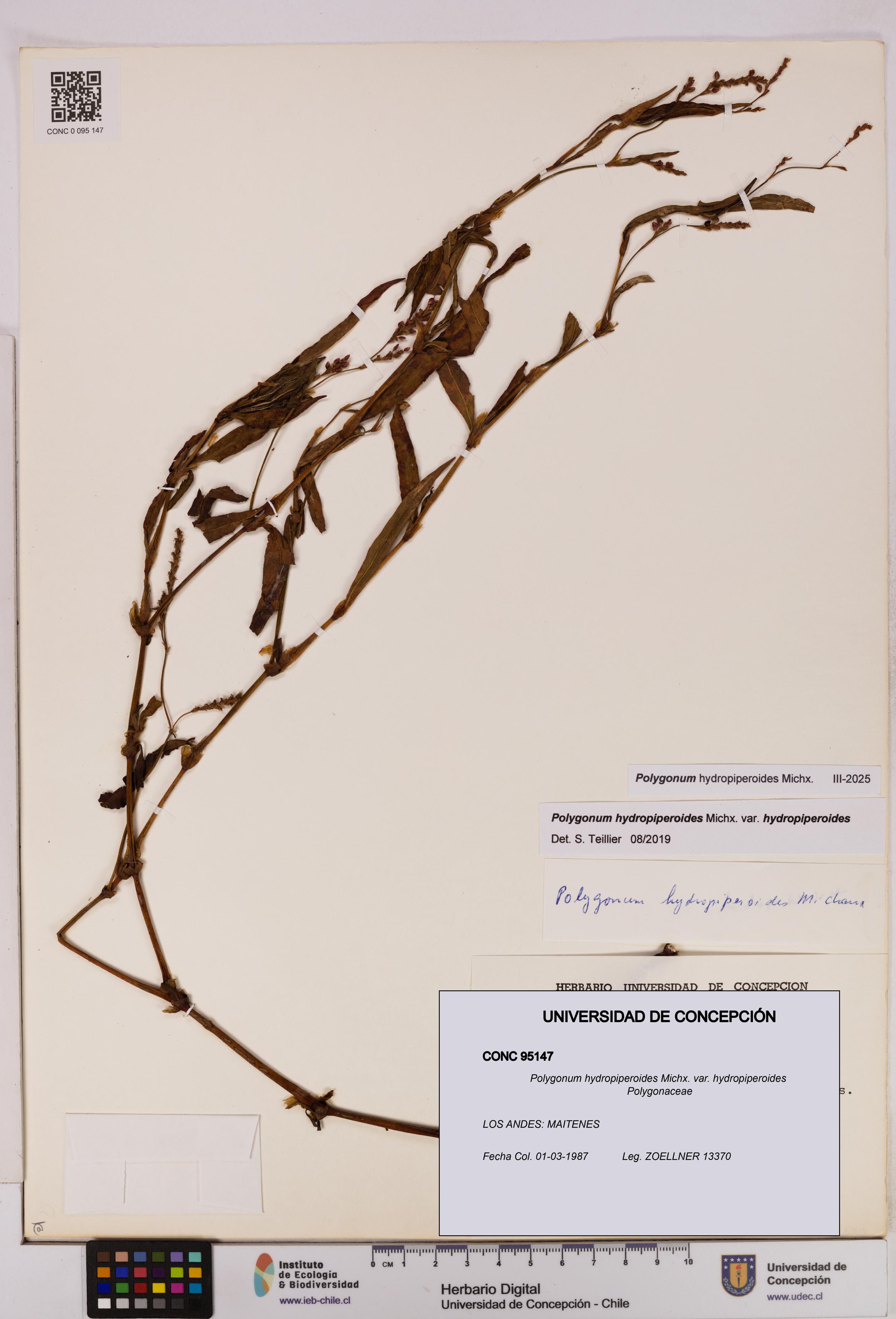 Polygonum hydropiperoides var. hydropiperoides [Espécimen: UDEC:CONC:0095147]