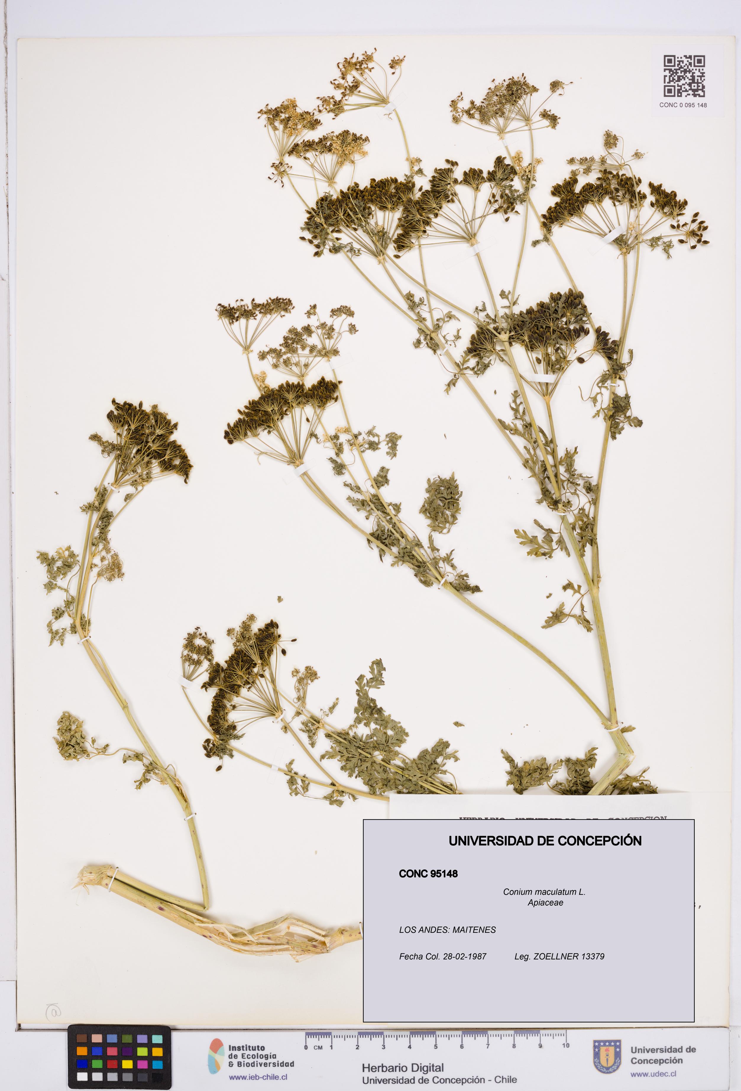 Conium maculatum [Espécimen: ]