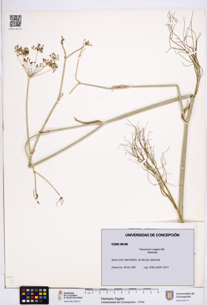 Foeniculum vulgare [Espécimen: ]