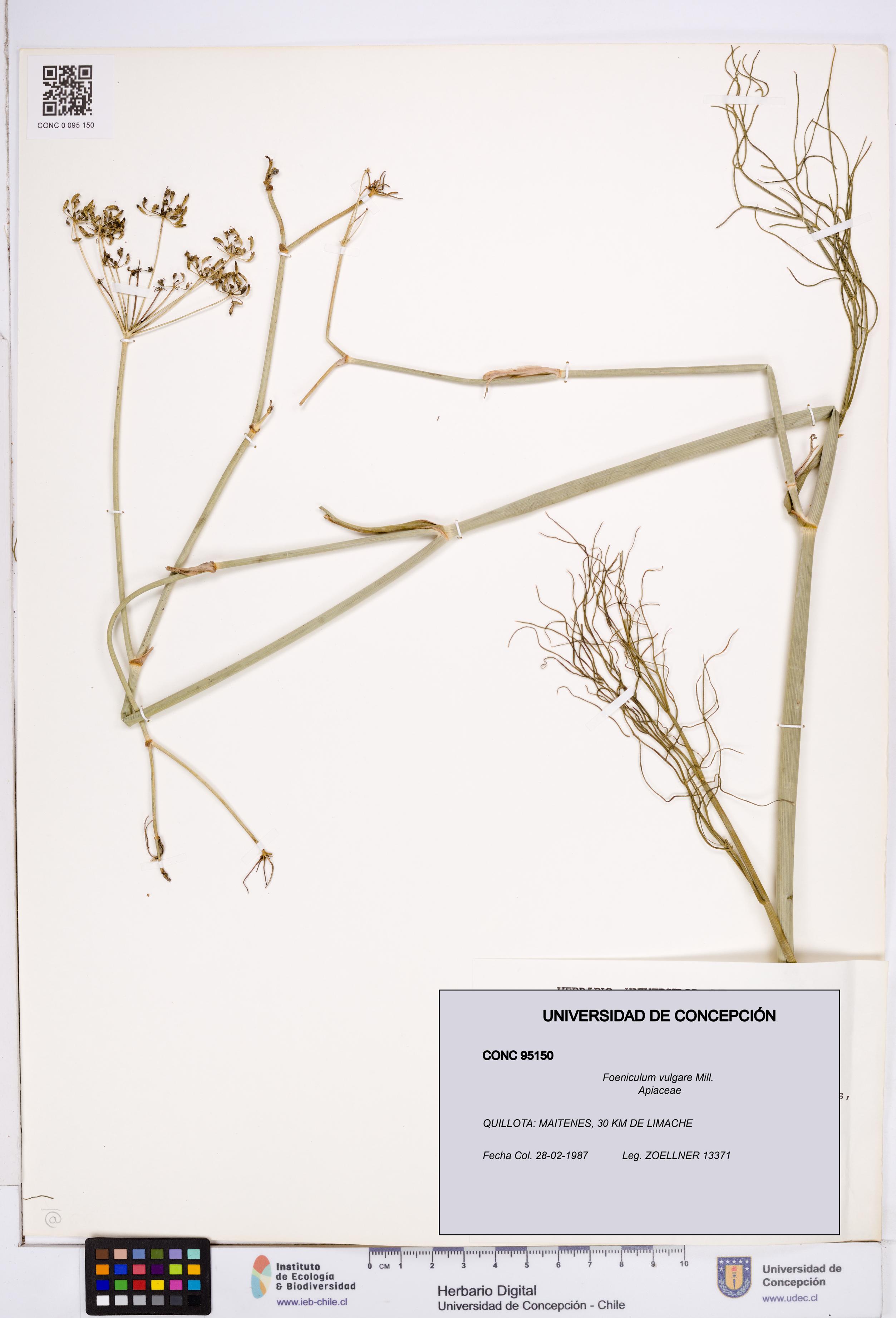 Foeniculum vulgare [Espécimen: ]