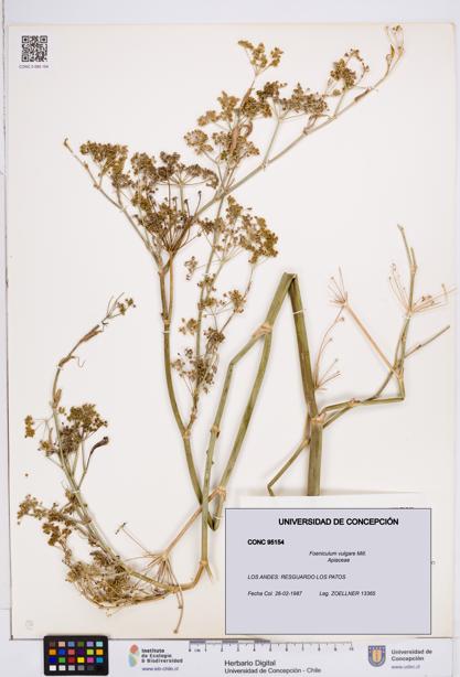 Foeniculum vulgare [Espécimen: ]