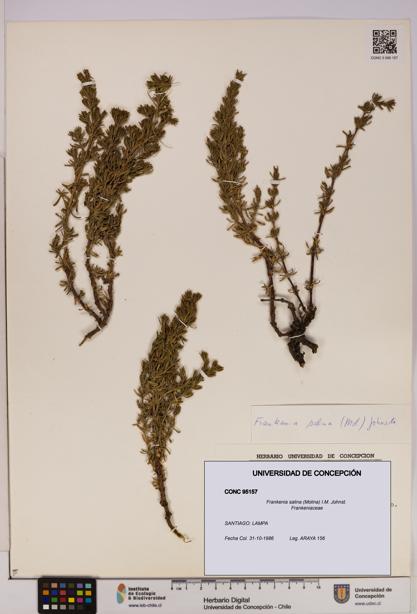 Frankenia salina [Espécimen: UDEC:CONC:0095157]
