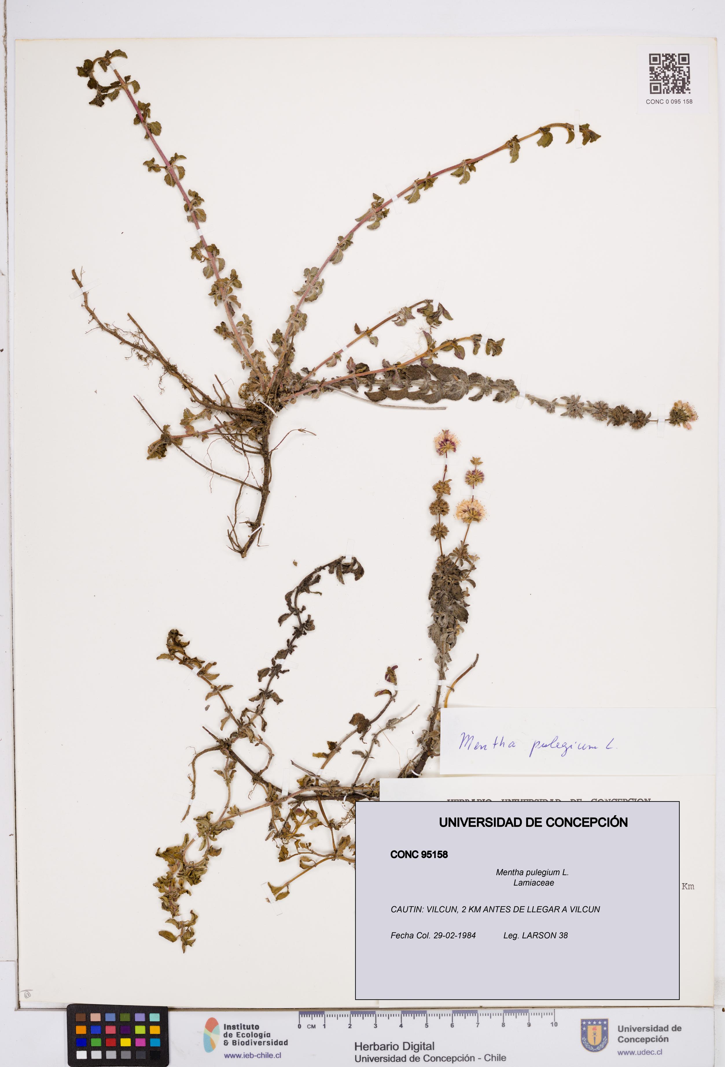 Mentha pulegium [Espécimen: ]