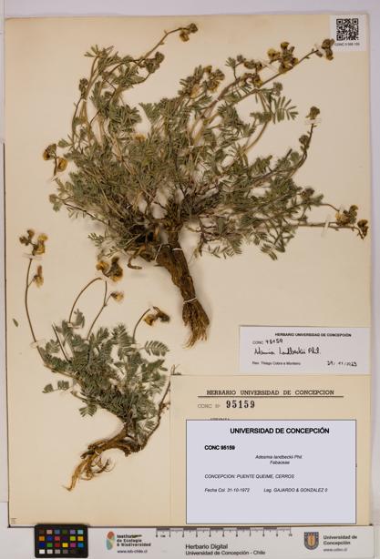 Adesmia landbeckii [Espécimen: UDEC:CONC:0095159]