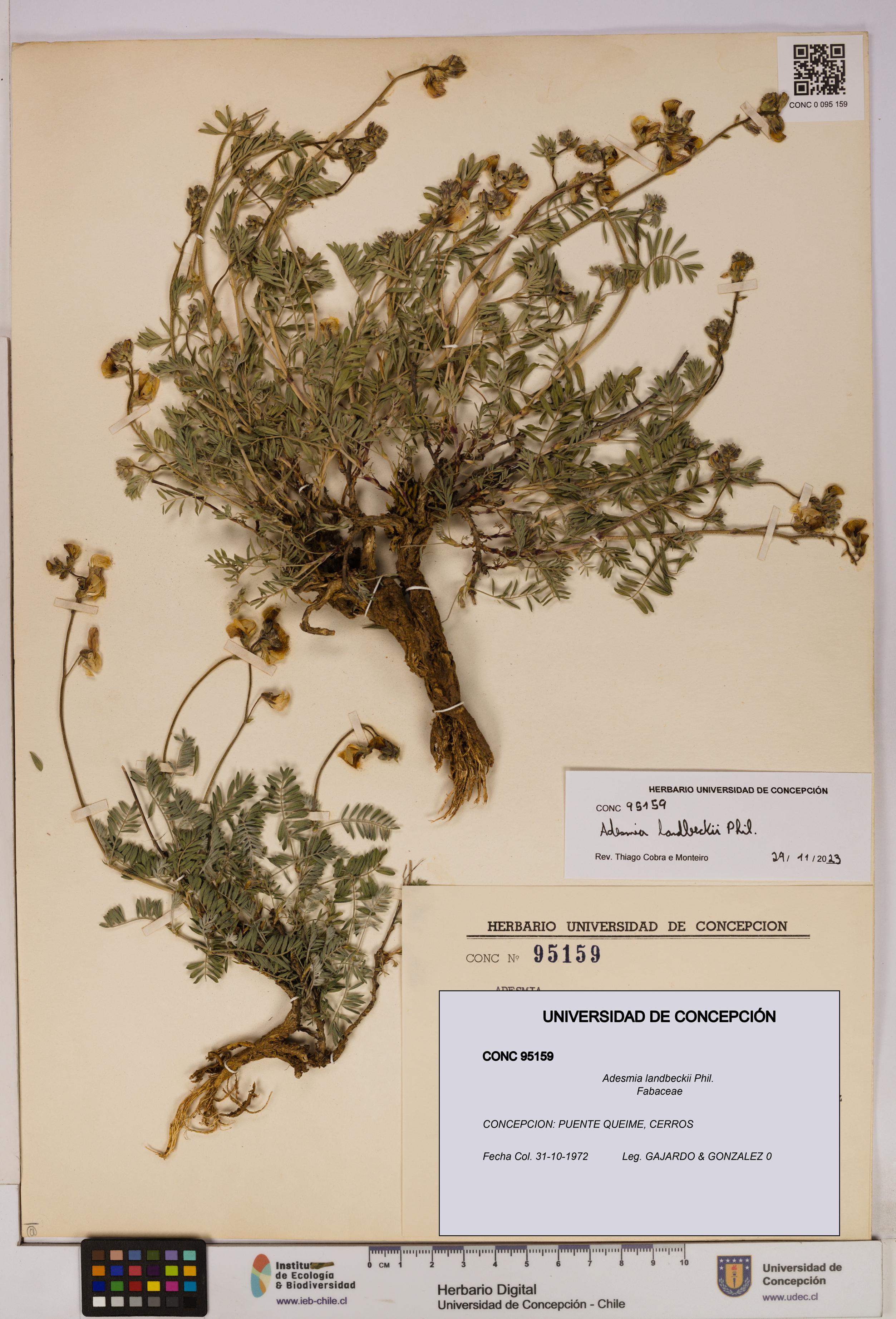 Adesmia landbeckii [Espécimen: UDEC:CONC:0095159]