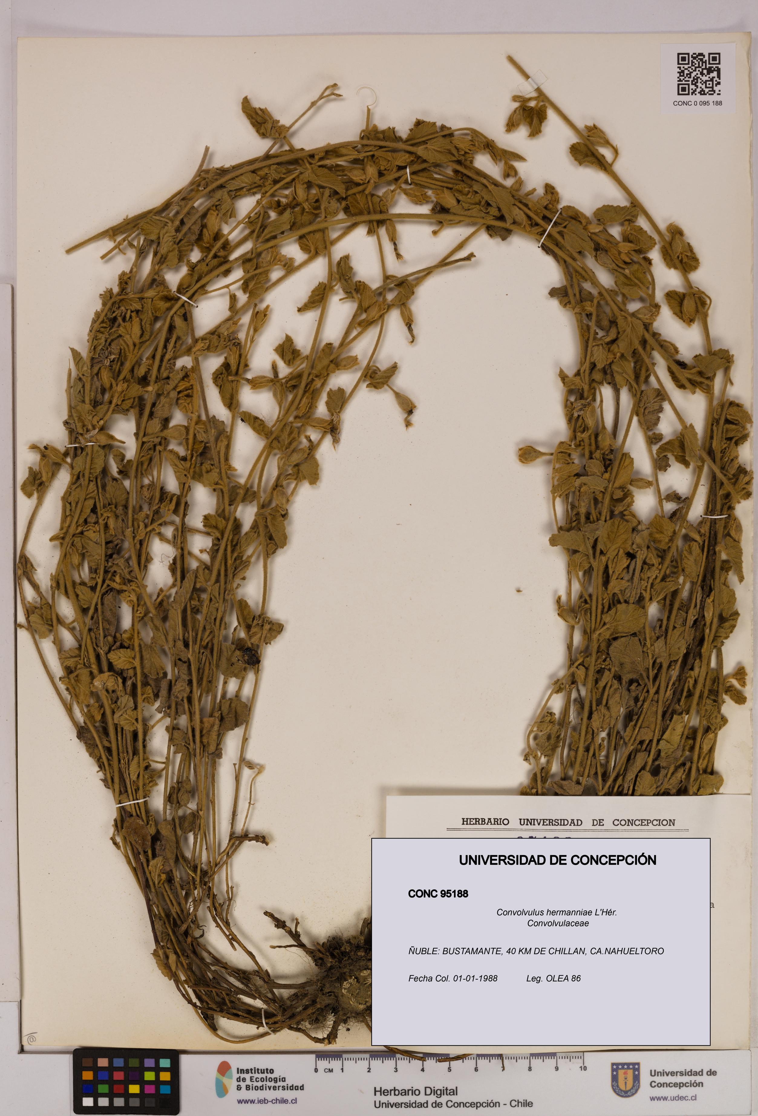 Convolvulus hermanniae [Espécimen: UDEC:CONC:0095188]