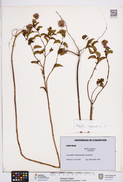 Mentha aquatica [Espécimen: ]