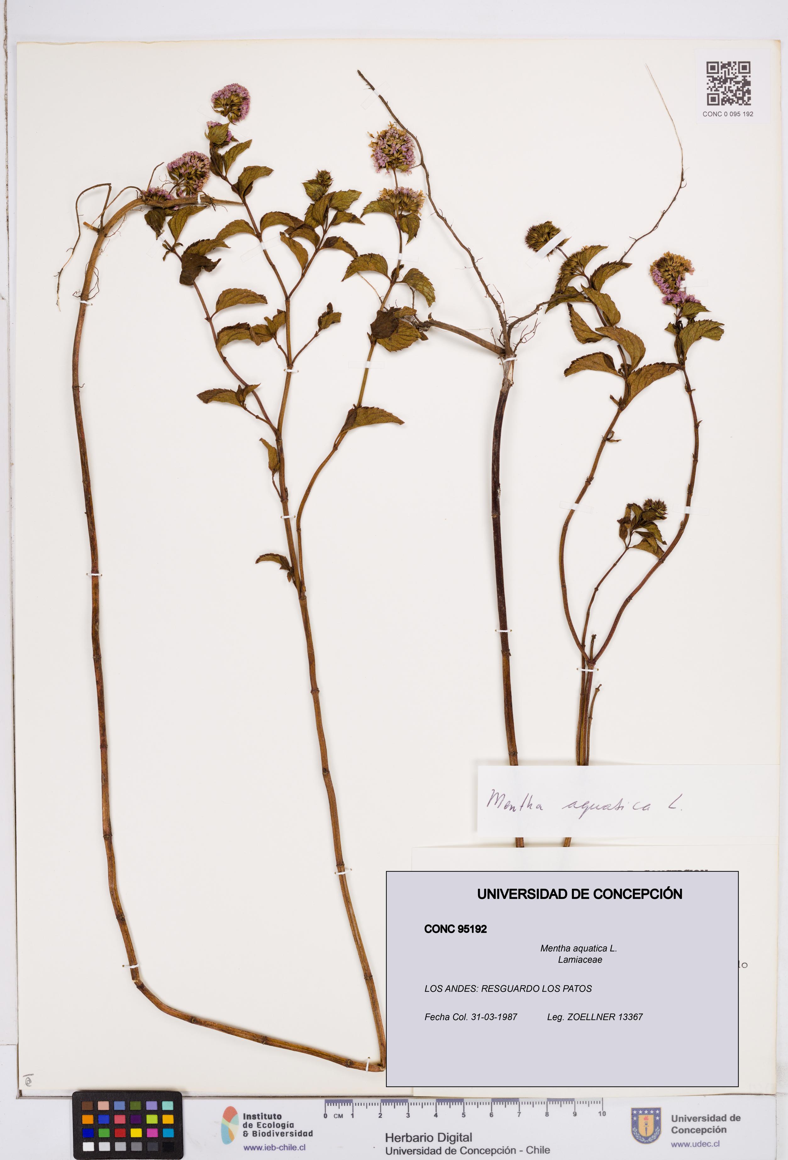 Mentha aquatica [Espécimen: ]