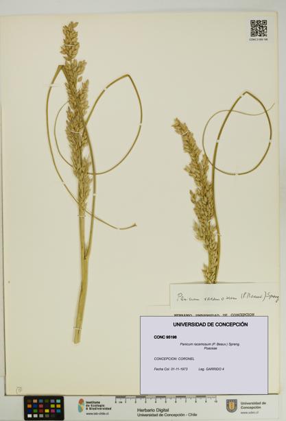 Panicum racemosum [Espécimen: UDEC:CONC:0095196]