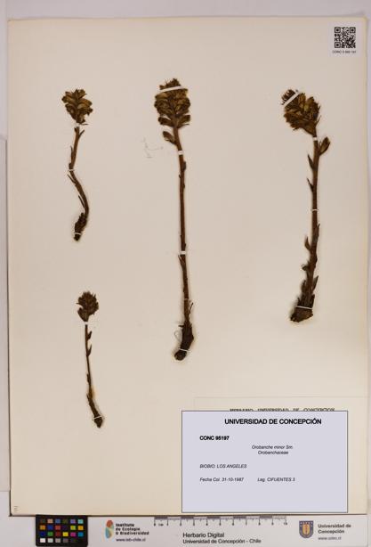 Orobanche minor [Espécimen: UDEC:CONC:0095197]